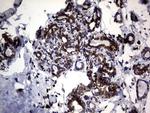 DDOST Antibody in Immunohistochemistry (Paraffin) (IHC (P))