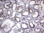 DDOST Antibody in Immunohistochemistry (Paraffin) (IHC (P))