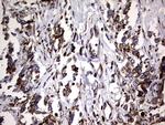 DDOST Antibody in Immunohistochemistry (Paraffin) (IHC (P))