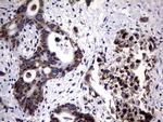 DDOST Antibody in Immunohistochemistry (Paraffin) (IHC (P))