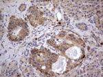 ASM Antibody in Immunohistochemistry (Paraffin) (IHC (P))