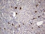 ASM Antibody in Immunohistochemistry (Paraffin) (IHC (P))