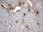 ASM Antibody in Immunohistochemistry (Paraffin) (IHC (P))