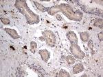 ASM Antibody in Immunohistochemistry (Paraffin) (IHC (P))