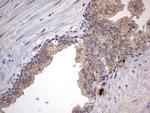 ASM Antibody in Immunohistochemistry (Paraffin) (IHC (P))