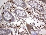 ASM Antibody in Immunohistochemistry (Paraffin) (IHC (P))