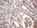 ASM Antibody in Immunohistochemistry (Paraffin) (IHC (P))