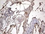 ASM Antibody in Immunohistochemistry (Paraffin) (IHC (P))