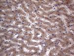 ASM Antibody in Immunohistochemistry (Paraffin) (IHC (P))