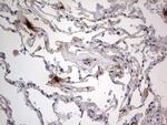 ASM Antibody in Immunohistochemistry (Paraffin) (IHC (P))