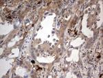 ASM Antibody in Immunohistochemistry (Paraffin) (IHC (P))