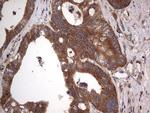 A-Raf Antibody in Immunohistochemistry (Paraffin) (IHC (P))