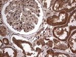 A-Raf Antibody in Immunohistochemistry (Paraffin) (IHC (P))