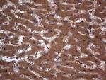 A-Raf Antibody in Immunohistochemistry (Paraffin) (IHC (P))