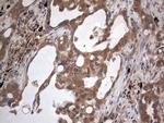 A-Raf Antibody in Immunohistochemistry (Paraffin) (IHC (P))