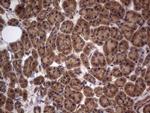 A-Raf Antibody in Immunohistochemistry (Paraffin) (IHC (P))