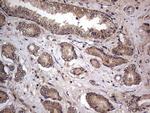 A-Raf Antibody in Immunohistochemistry (Paraffin) (IHC (P))