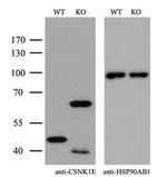 CK1 epsilon Antibody in Western Blot (WB)