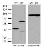 CK1 epsilon Antibody in Western Blot (WB)