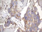 NRBF2 Antibody in Immunohistochemistry (Paraffin) (IHC (P))