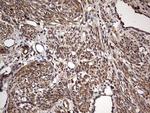 NRBF2 Antibody in Immunohistochemistry (Paraffin) (IHC (P))