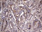 NRBF2 Antibody in Immunohistochemistry (Paraffin) (IHC (P))