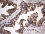 NRBF2 Antibody in Immunohistochemistry (Paraffin) (IHC (P))