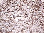 NRBF2 Antibody in Immunohistochemistry (Paraffin) (IHC (P))