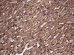 NRBF2 Antibody in Immunohistochemistry (Paraffin) (IHC (P))