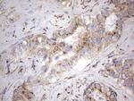 NRBF2 Antibody in Immunohistochemistry (Paraffin) (IHC (P))