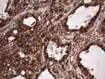 NRBF2 Antibody in Immunohistochemistry (Paraffin) (IHC (P))