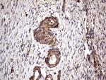 NRBF2 Antibody in Immunohistochemistry (Paraffin) (IHC (P))