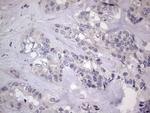 MURF3 Antibody in Immunohistochemistry (Paraffin) (IHC (P))