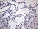 MURF3 Antibody in Immunohistochemistry (Paraffin) (IHC (P))