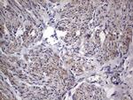 MURF3 Antibody in Immunohistochemistry (Paraffin) (IHC (P))