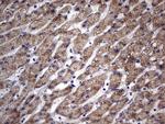 MURF3 Antibody in Immunohistochemistry (Paraffin) (IHC (P))