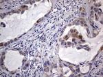 MURF3 Antibody in Immunohistochemistry (Paraffin) (IHC (P))