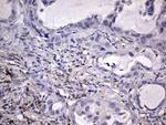 KYNU Antibody in Immunohistochemistry (Paraffin) (IHC (P))