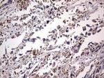 Filensin Antibody in Immunohistochemistry (Paraffin) (IHC (P))