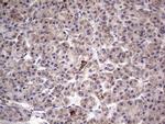 Filensin Antibody in Immunohistochemistry (Paraffin) (IHC (P))