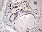 Filensin Antibody in Immunohistochemistry (Paraffin) (IHC (P))