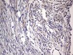 Filensin Antibody in Immunohistochemistry (Paraffin) (IHC (P))