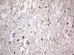 Filensin Antibody in Immunohistochemistry (Paraffin) (IHC (P))