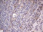 Filensin Antibody in Immunohistochemistry (Paraffin) (IHC (P))