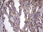 Filensin Antibody in Immunohistochemistry (Paraffin) (IHC (P))