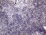 Filensin Antibody in Immunohistochemistry (Paraffin) (IHC (P))