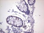 Filensin Antibody in Immunohistochemistry (Paraffin) (IHC (P))