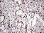 Filensin Antibody in Immunohistochemistry (Paraffin) (IHC (P))