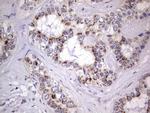 Filensin Antibody in Immunohistochemistry (Paraffin) (IHC (P))