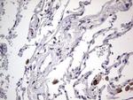 Filensin Antibody in Immunohistochemistry (Paraffin) (IHC (P))